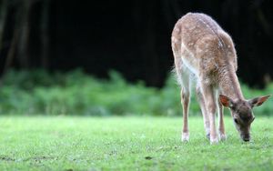 Preview wallpaper deer, grass, walk, young