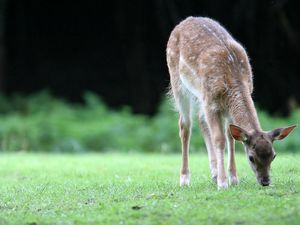 Preview wallpaper deer, grass, walk, young