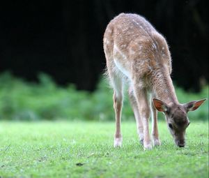 Preview wallpaper deer, grass, walk, young