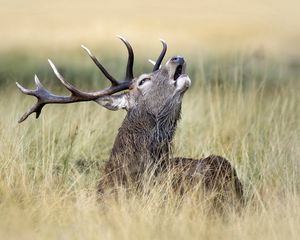 Preview wallpaper deer, grass, walking, golf