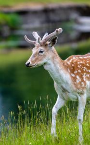 Preview wallpaper deer, grass, wildlife, animal