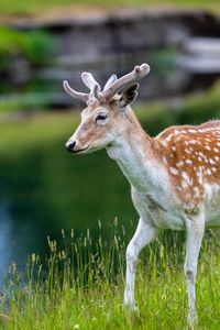 Preview wallpaper deer, grass, wildlife, animal
