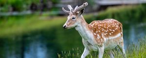 Preview wallpaper deer, grass, wildlife, animal