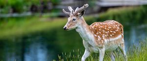 Preview wallpaper deer, grass, wildlife, animal