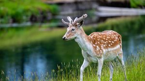 Preview wallpaper deer, grass, wildlife, animal