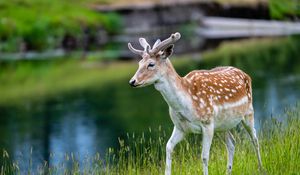 Preview wallpaper deer, grass, wildlife, animal