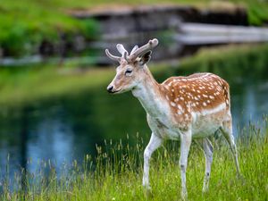 Preview wallpaper deer, grass, wildlife, animal