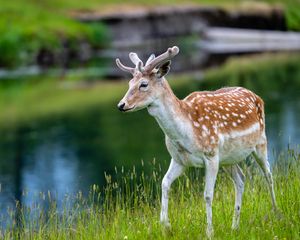 Preview wallpaper deer, grass, wildlife, animal