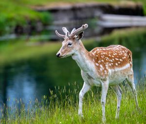 Preview wallpaper deer, grass, wildlife, animal