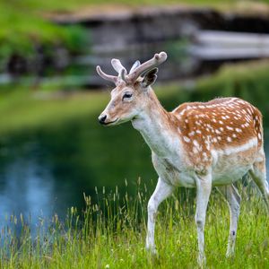 Preview wallpaper deer, grass, wildlife, animal