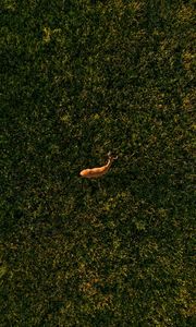 Preview wallpaper deer, grasses, aerial view, animal, wildlife