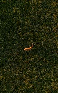 Preview wallpaper deer, grasses, aerial view, animal, wildlife