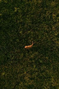 Preview wallpaper deer, grasses, aerial view, animal, wildlife