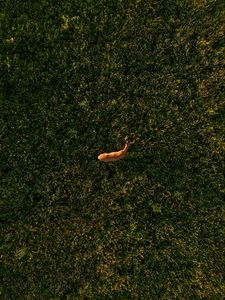 Preview wallpaper deer, grasses, aerial view, animal, wildlife