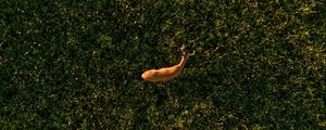 Preview wallpaper deer, grasses, aerial view, animal, wildlife