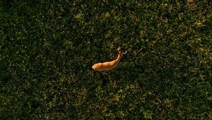 Preview wallpaper deer, grasses, aerial view, animal, wildlife