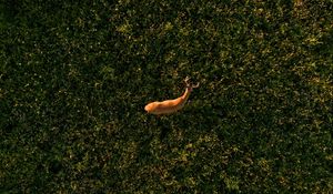 Preview wallpaper deer, grasses, aerial view, animal, wildlife