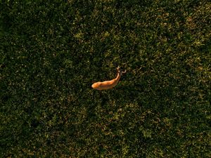 Preview wallpaper deer, grasses, aerial view, animal, wildlife