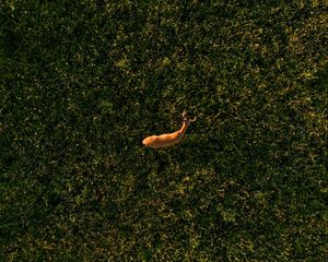 Preview wallpaper deer, grasses, aerial view, animal, wildlife