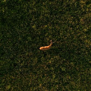 Preview wallpaper deer, grasses, aerial view, animal, wildlife