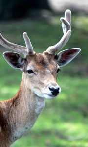 Preview wallpaper deer, horn, small, grass