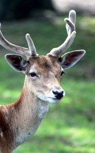 Preview wallpaper deer, horn, small, grass