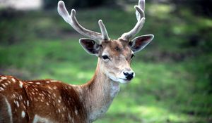 Preview wallpaper deer, horn, small, grass