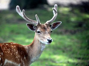 Preview wallpaper deer, horn, small, grass