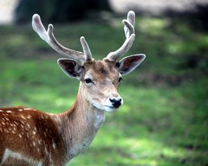 Preview wallpaper deer, horn, small, grass