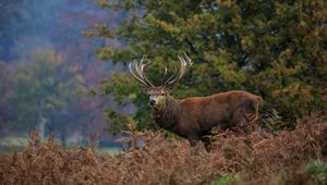 Preview wallpaper deer, horn, wood, thickets