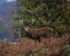 Preview wallpaper deer, horn, wood, thickets