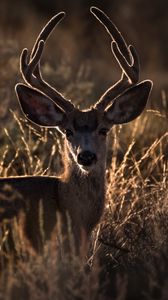 Preview wallpaper deer, horns, animal, ears