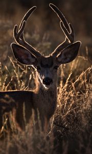 Preview wallpaper deer, horns, animal, ears