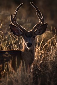 Preview wallpaper deer, horns, animal, ears