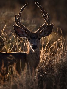 Preview wallpaper deer, horns, animal, ears