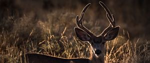 Preview wallpaper deer, horns, animal, ears