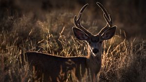 Preview wallpaper deer, horns, animal, ears