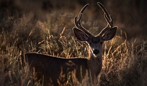 Preview wallpaper deer, horns, animal, ears