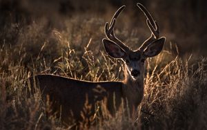 Preview wallpaper deer, horns, animal, ears