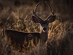 Preview wallpaper deer, horns, animal, ears