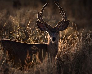 Preview wallpaper deer, horns, animal, ears