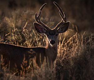 Preview wallpaper deer, horns, animal, ears