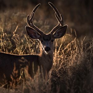 Preview wallpaper deer, horns, animal, ears