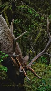 Preview wallpaper deer, horns, animal, wildlife, branches