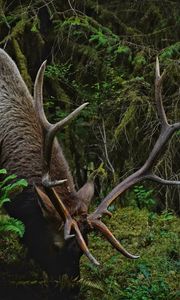 Preview wallpaper deer, horns, animal, wildlife, branches