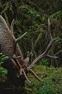 Preview wallpaper deer, horns, animal, wildlife, branches