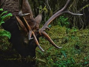 Preview wallpaper deer, horns, animal, wildlife, branches