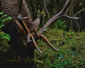 Preview wallpaper deer, horns, animal, wildlife, branches