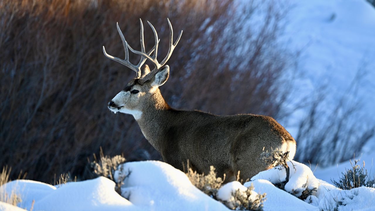 Wallpaper deer, horns, animal, wildlife, snow, winter