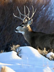 Preview wallpaper deer, horns, animal, wildlife, snow, winter